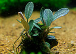Bucephalandra sp. Brownie metallica