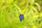 Pomocea bilberry/  ().