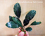 DSCF5708