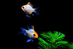 Microgeophagus E.B. Orange Head