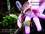Theia Sekayam 1