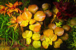 Ludvigia Palustris