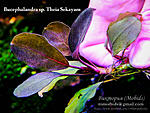 Theia Sekayam
