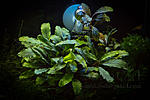 Bucephalandra Sintang 2006