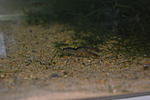 Cambarellus patzcuarensis 1