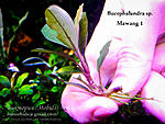 Mawang 1