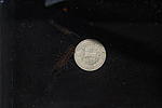 Camb.diminutus 2
