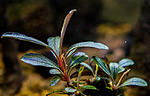 Bucephalandra sp.Crimson