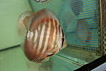 IMG 0873