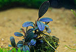 Bucephalandra sp. Brownie Phoenix