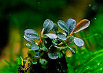 Bucephalandra sp. Super Mini
