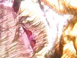 Brachypelma albiceps 7 L