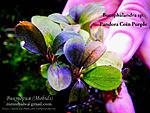 Pandora Coin Purple