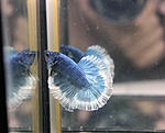 B 6