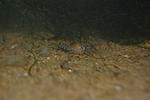 Cambarellus puer