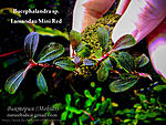 Lamandau Mini Red