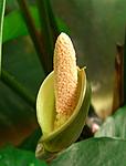 Heterophilla sing.