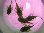 Ancistrus sp. `Madre De Dios`L393