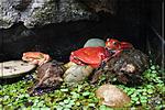 - (Dyscophus antongilii)