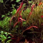 Aponogeton crispus red