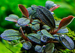 Bucephalandra sp. Brownie Phoenix