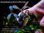 Brownie Blue Indo
