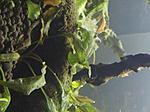 DSCF4407