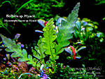 Bolbitis sp. Hyacii