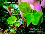 bolbitis sp. Nghe An