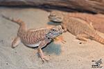 IMG 6102