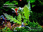 Bolbitis sp. Hyacii