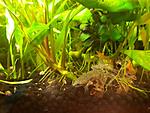 Hymenochirus boettgeri 2