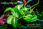 Anubias Milky Way