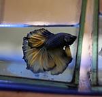 IMG 9bd590d17cc9b2b6e71236010185d752 V