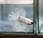 IMG 254daca16f6698c2adad2a4396f8a46f V