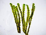 distichophyllum sp