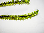 distichophyllum sp