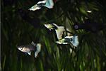 image 0 02 05 0aa7385d07b7b6ec4d91e85b69077dab00015f2dbf72f13e1d2a0a693024e025 V