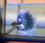 IMG 3b1517b5bdc50a79555a5487ecef39d9 V