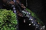 Dendrobatidae - 
