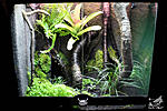 Dendrobatidae - 
