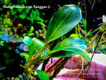 Sanggau 5