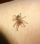 Brachypelma albopilosum L1
