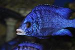 Placidochromis phenochilus