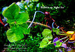 bolbitis sp. Nghe An