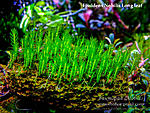 Fissidens Nobilis Long leaf