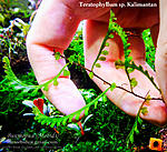 Teratophyllum sp. Kalimantan