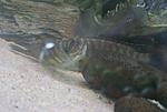Petrochromis orthognatus Ikola