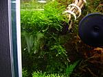 Amblystegiaceae sp. "Manaus"