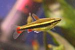 Nannostomus beckfordi